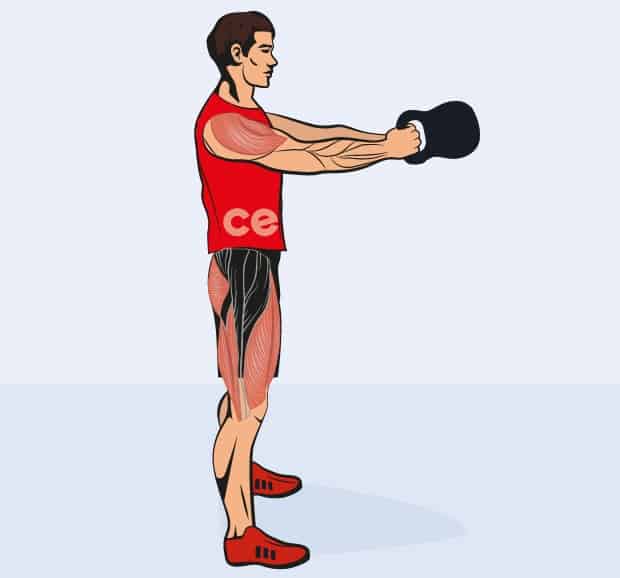 Мышцы, работающие при махах гирей двумя руками
