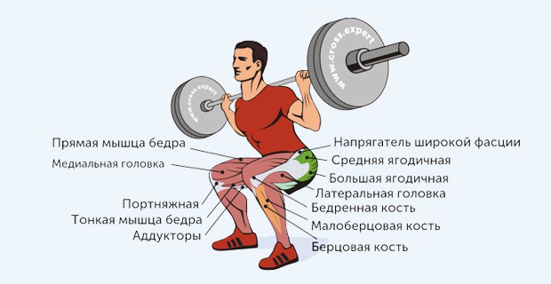 присед - какие мышцы работают