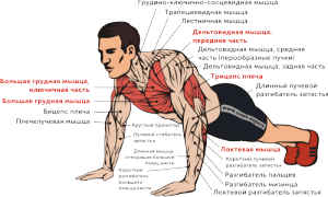 Отжимания от пола схема тренировок