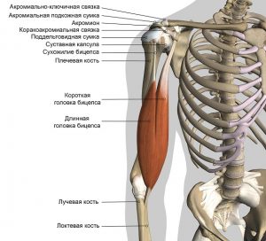 Покажи на картинке где находится предплечье