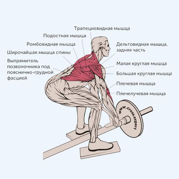 тяга т-грифа в наклоне - какие мышцы работают