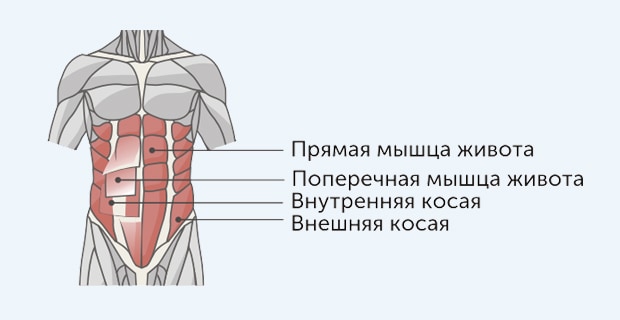 анатомия мышц пресса