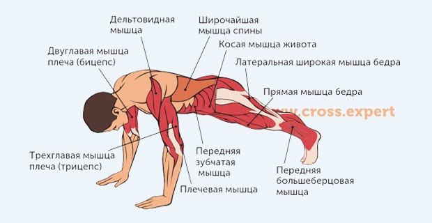 упражнение скалолаз - какие мышцы работают