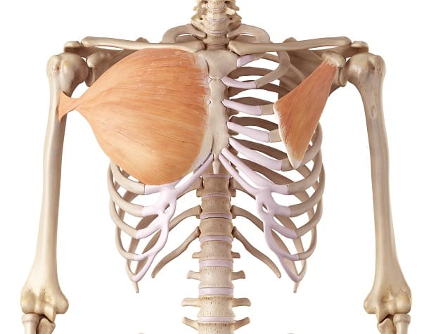 Большая и малая грудные мышцы