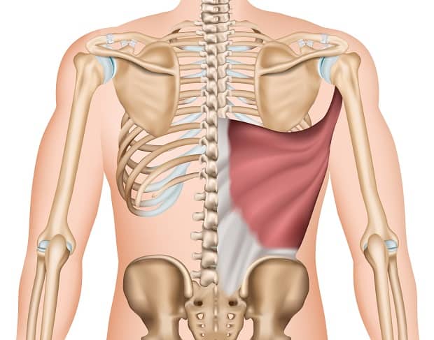 Крепление широчайшей мышцы спины