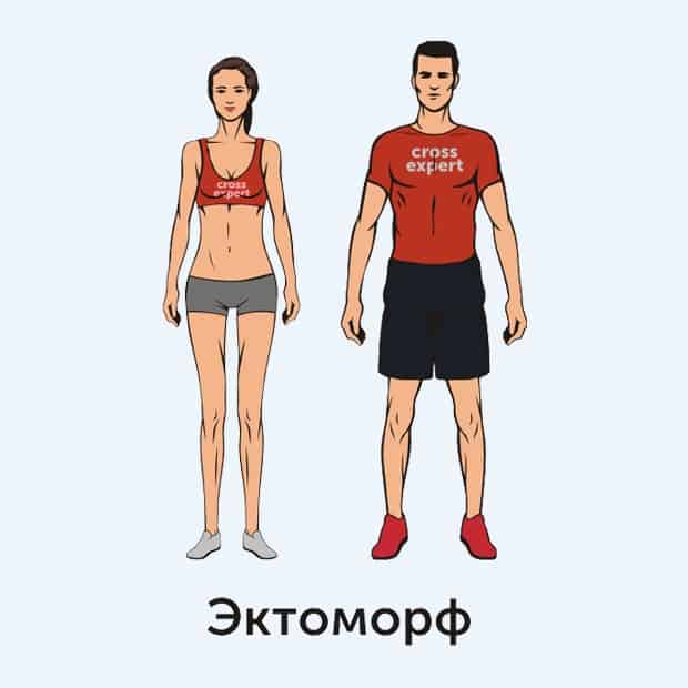 Программа тренировок для эктоморфа | MuscleFit