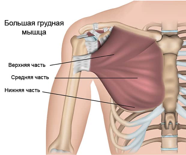Анатомическое строение большой грудной мышцы