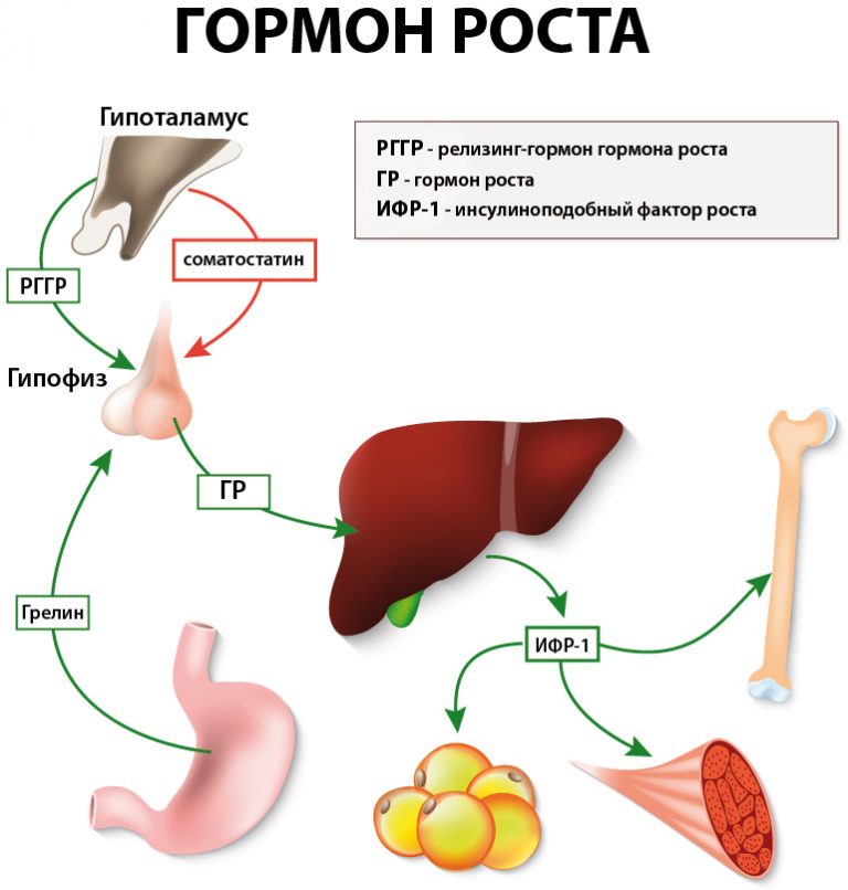 Гипоталамус гормон роста биосинтез белка рост организма схема