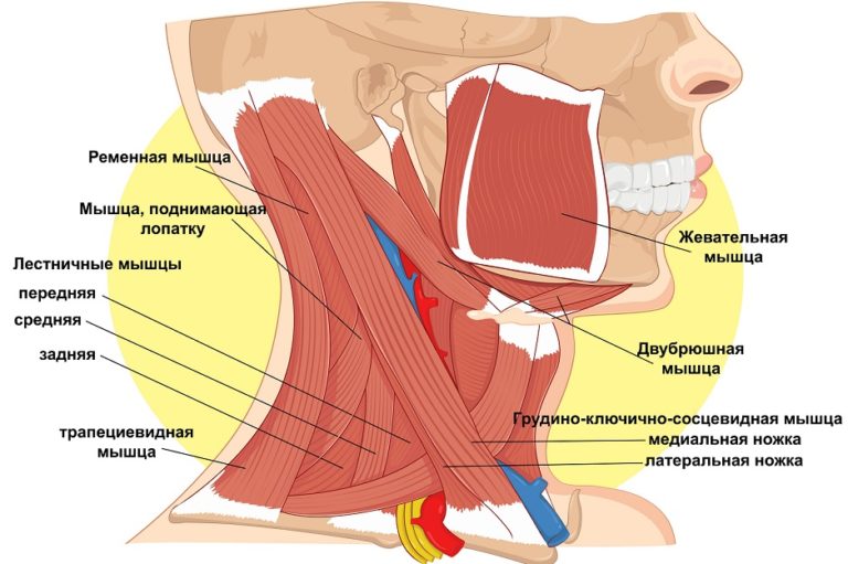 Где находится лестничная мышца у человека картинки