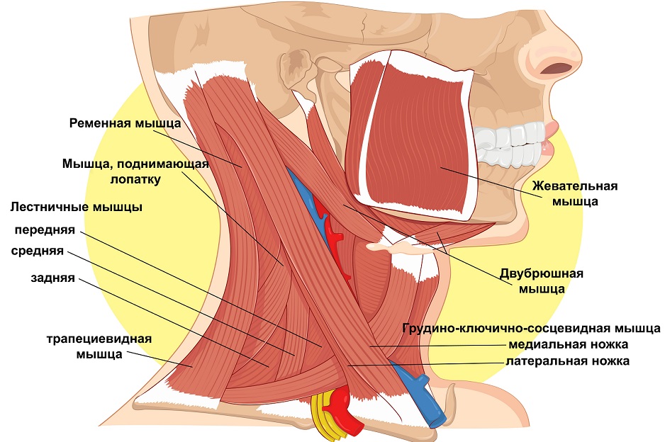 анатомия шеи