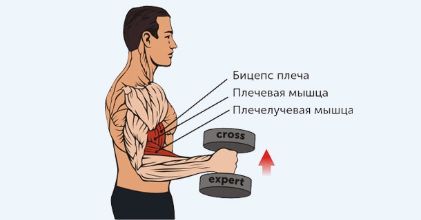 работающие при молотках мышцы